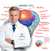Dry-erase rollable posters
